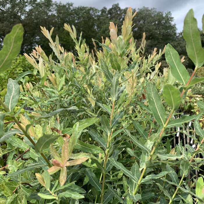 Wilg op stam - Salix integra 'Hakuro-nishiki'