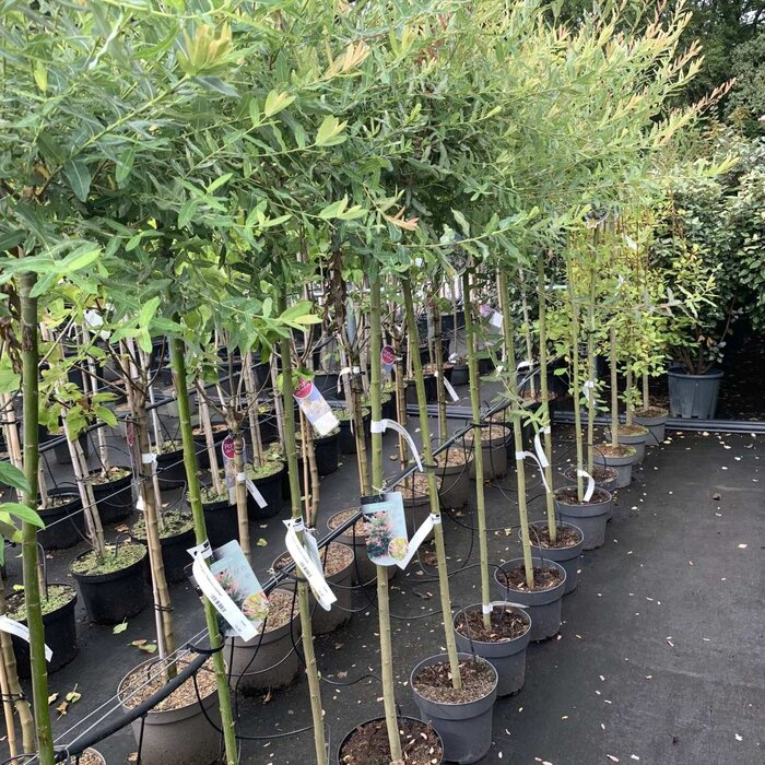 Wilg op stam - Salix integra 'Hakuro-nishiki'