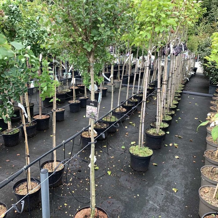 Sering op stam - Syringa microphylla 'Superba'