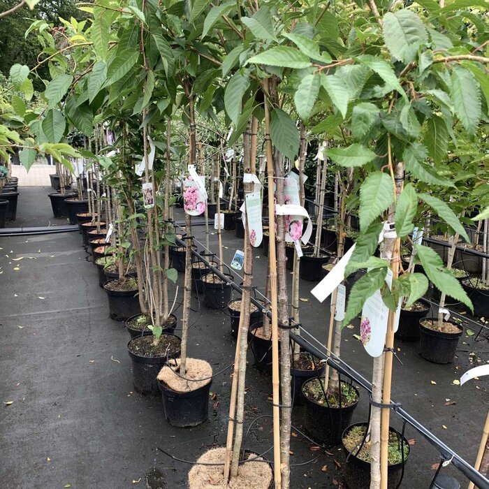 Japanse sierkers op stam - Prunus serrulata 'Amanogawa'