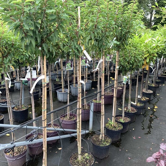 Laurierkers op stam - Prunus lusitanica 'Angustifolia'