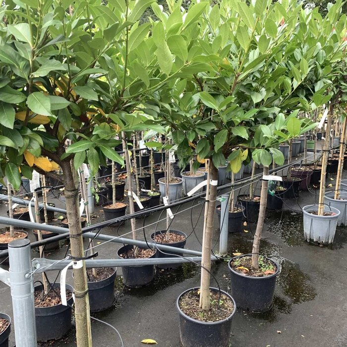 Laurier op stam - Prunus laurocerasus Etna