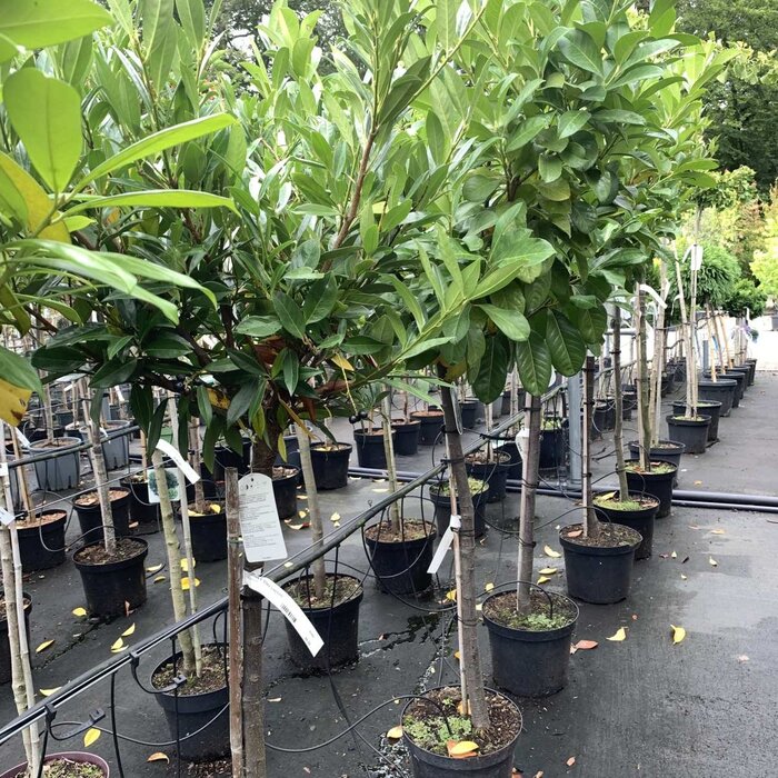 Laurier op stam - Prunus laurocerasus 'Mano'