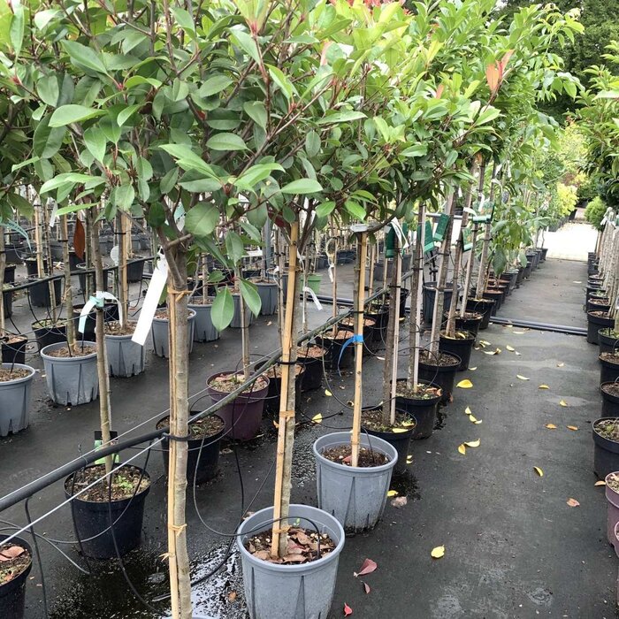Glansmispel op stam - Photinia fraseri 'Red Robin'