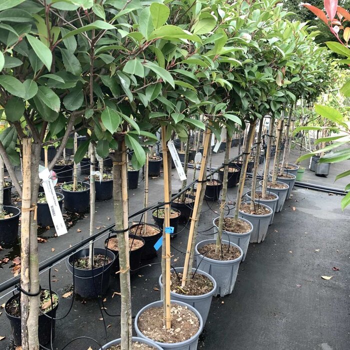 Glansmispel op stam - Photinia fraseri 'Red Robin'