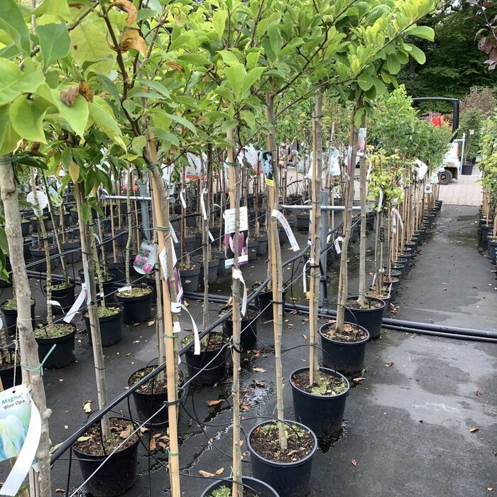 Beverboom op stam - Magnolia 'Susan'