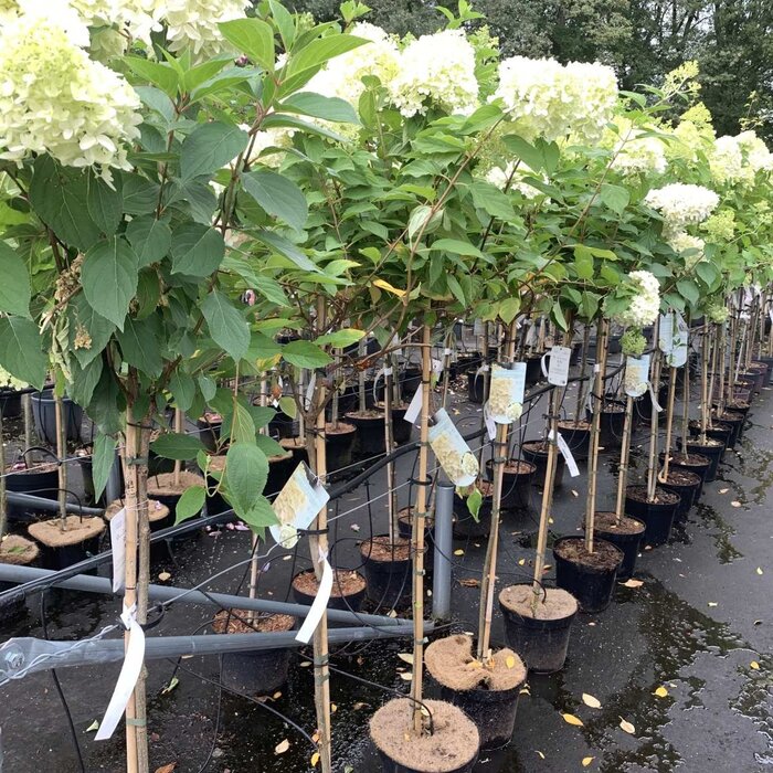 Pluimhortensia  op stam - Hydrangea paniculata 'Limelight'