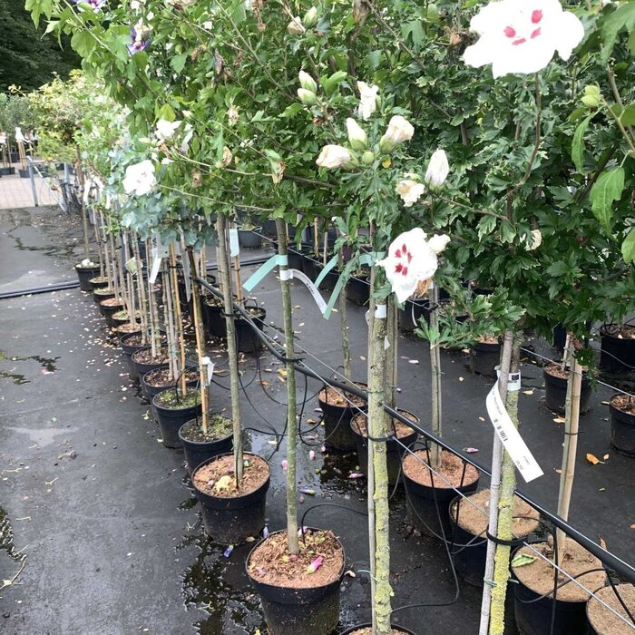 Altheastruik op stam - Hibiscus syriacus 'Hamabo'