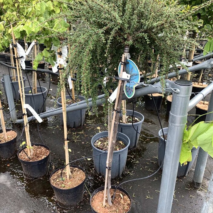 Dwergmispel op stam - Cotoneaster suecicus 'Coral Beauty'