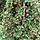 Dwergmispel op stam - Cotoneaster procumbens 'Streib's Findling'