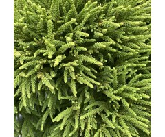 Japanse cipres - Cryptomeria japonica 'Globosa Nana'