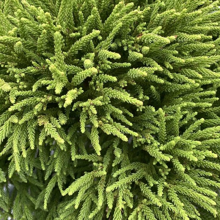 Japanse cipres - Cryptomeria japonica 'Globosa Nana'