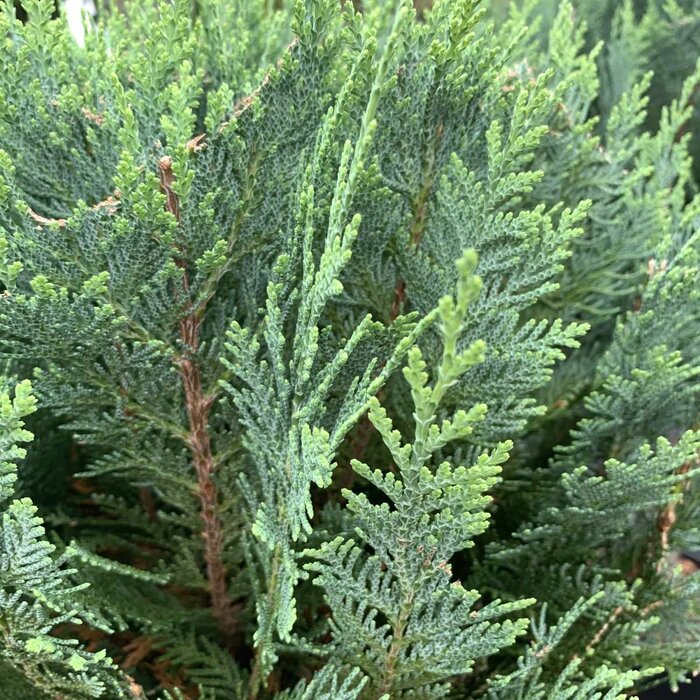 Blauwe haagconifeer - Chamaecyparis lawsoniana 'Columnaris'