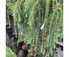 Japanse treurlok op stam - Larix kaempferi 'Stiff Weeper'