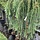 Japanse treurlok op stam - Larix kaempferi 'Stiff Weeper'