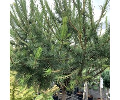 Europese larix op stam - Larix decidua 'Kórnik'