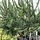 Europese larix op stam - Larix decidua 'Kórnik'