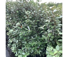 Olijfwilg haag - Elaeagnus ebbingei