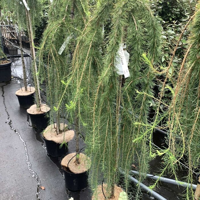 Europese larix op stam - Larix decidua 'Puli'