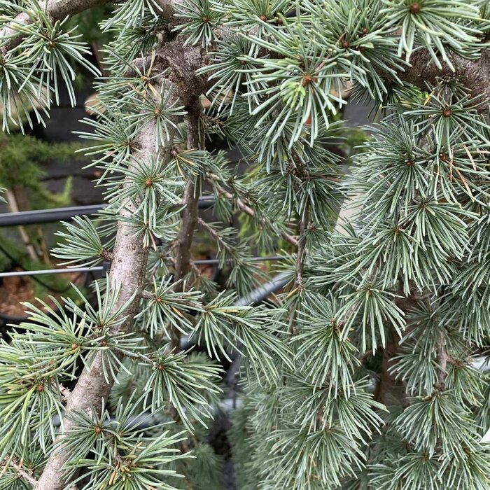 Treurceder - Cedrus deodara 'Pendula'
