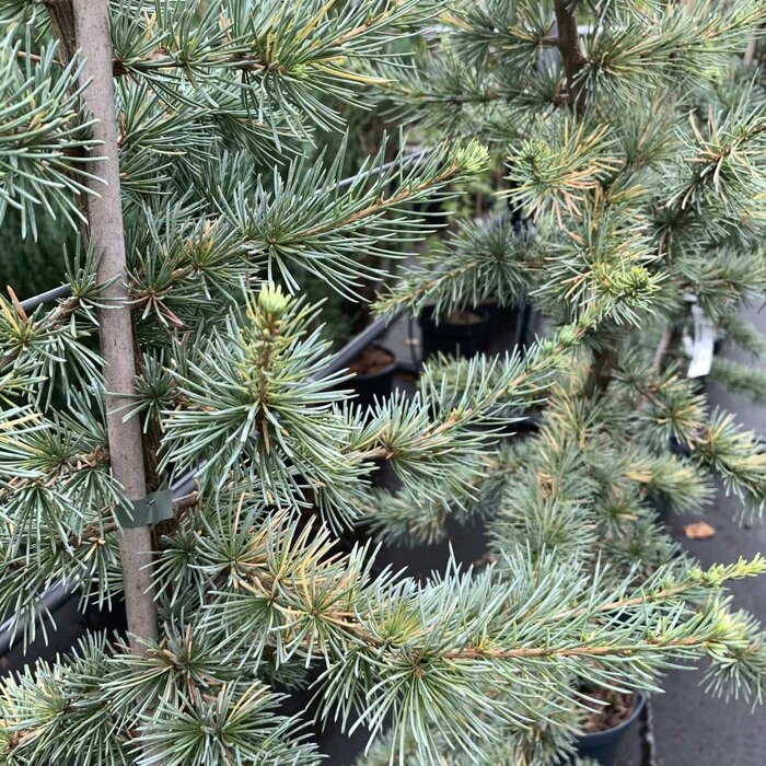 Libanonceder - Cedrus libani 'Glauca'