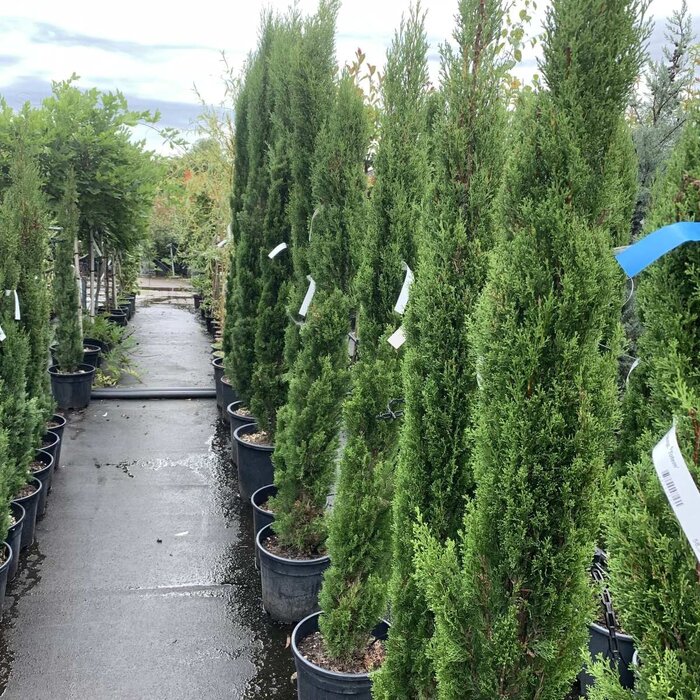 Italiaanse cipres - Cupressus sempervirens 'Totem'