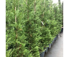 Snelgroeiende haagconifeer - Cupressocyparis leylandii