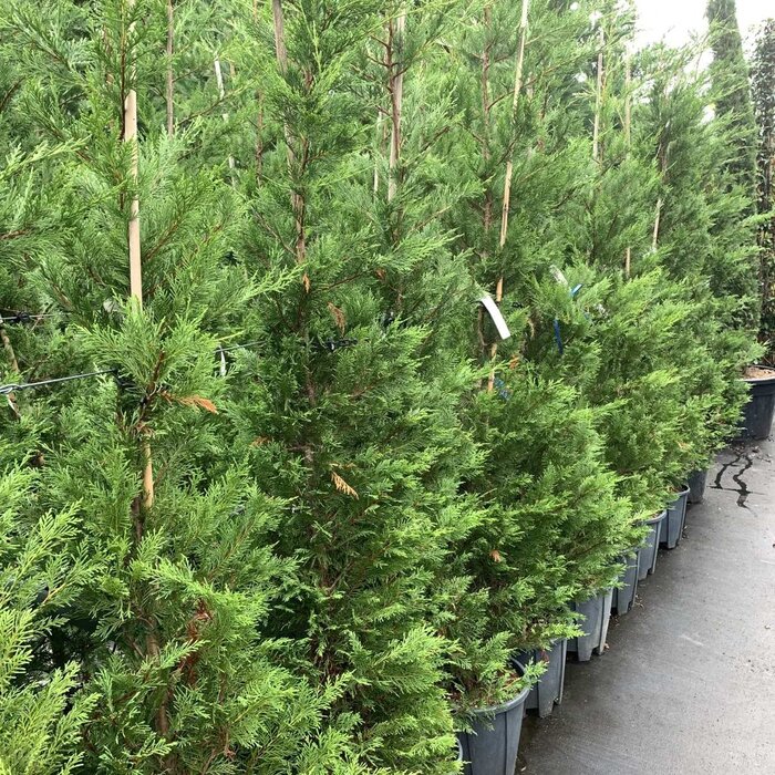 Snelgroeiende haagconifeer - Cupressocyparis leylandii