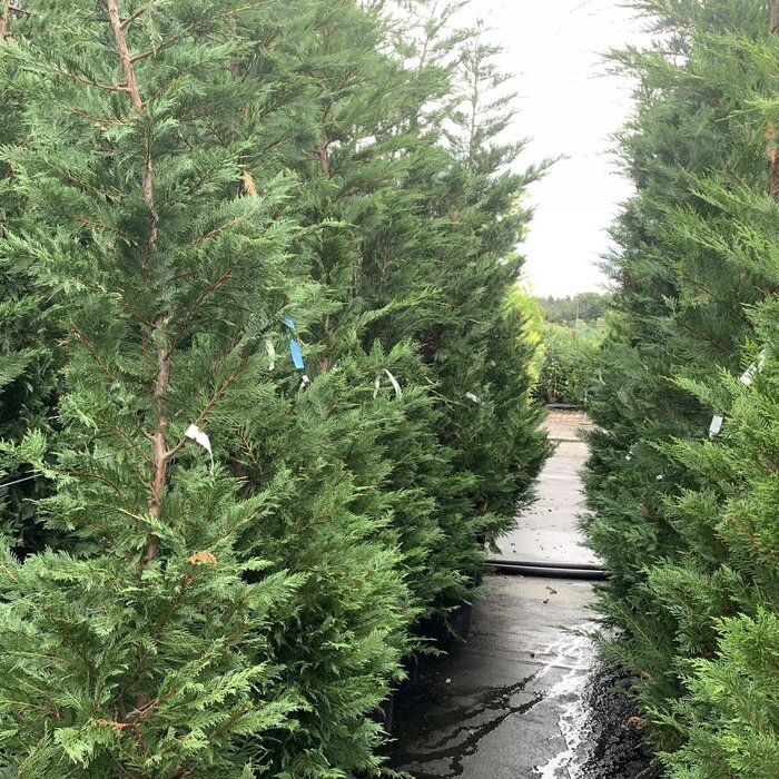 Snelgroeiende haagconifeer - Cupressocyparis leylandii