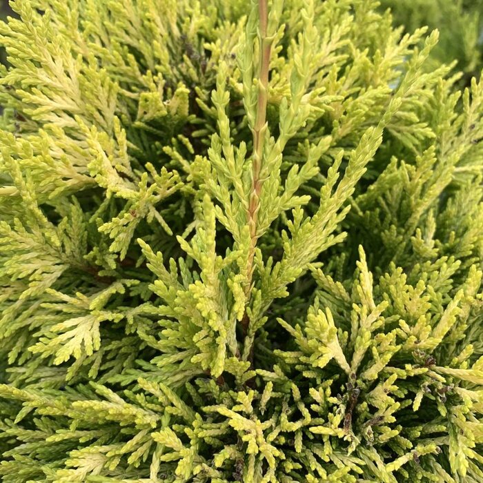 Leyland cipres - Cupressocyparis leylandii 'Castlewellan'