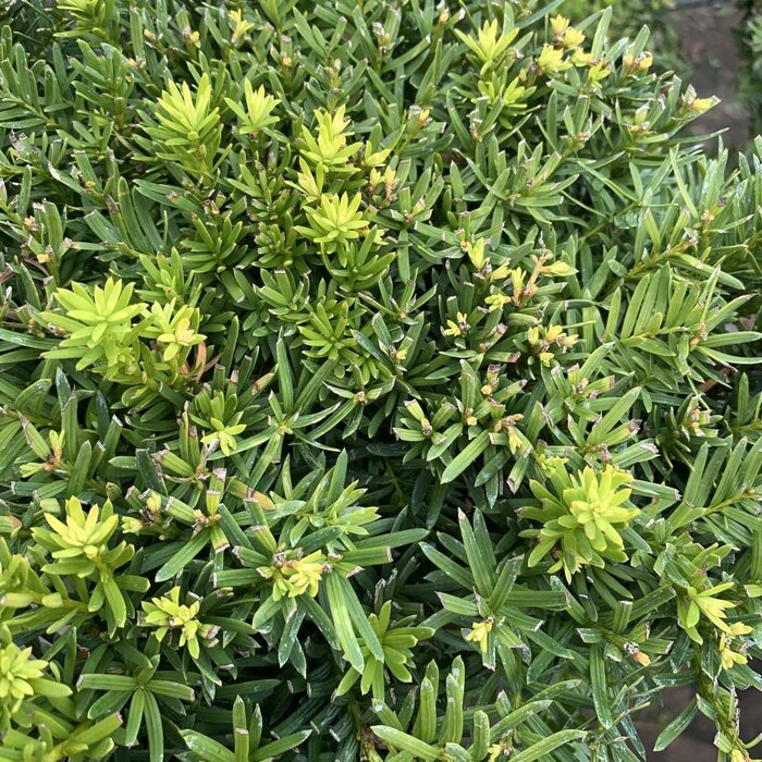 Taxus - Taxus media 'Farmen'
