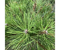Pinus nigra 'Nigra' - Zwarte den (Kale wortel)