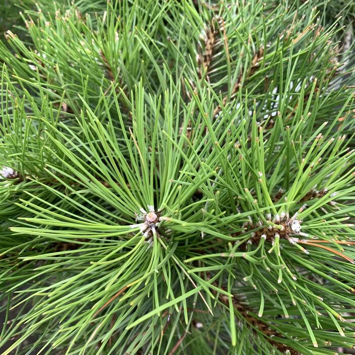 Pinus nigra 'Nigra' - Zwarte den (Kale wortel) PRE-ORDER