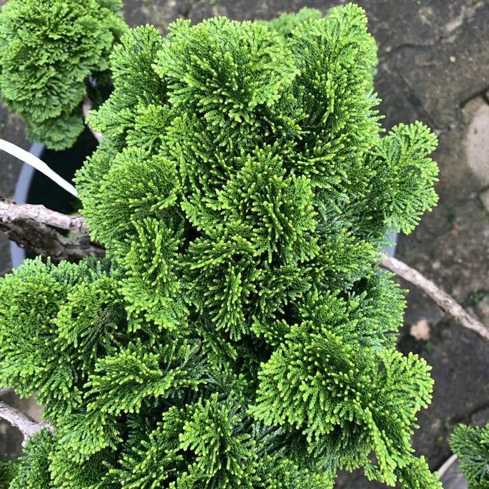 Dwergcipres - Chamaecyparis obtusa 'Nana Gracilis'