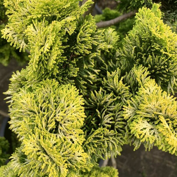 Schijncipres - Chamaecyparis obtusa 'Aurora'
