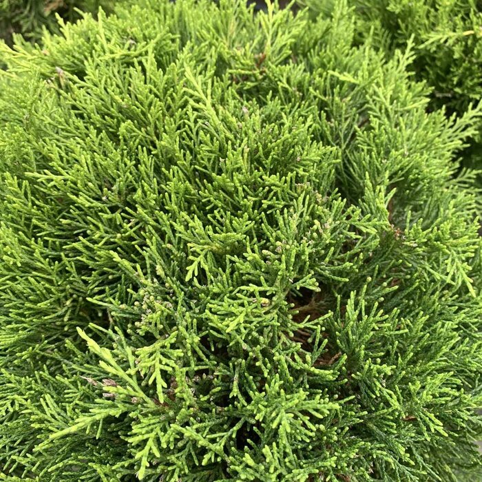 Jeneverbes - Juniperus media 'Old Gold'