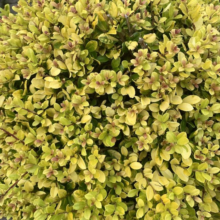 Japanse hulst (Ilex crenata 'Golden Gem')