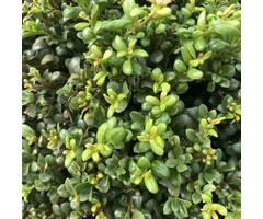 Hulsthaag - Ilex crenata 'Convexa'