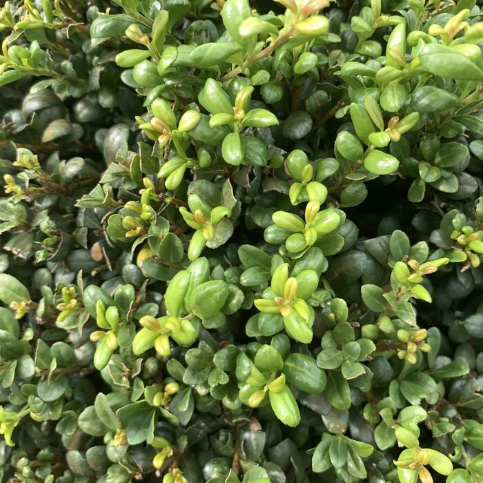 Hulsthaag - Ilex crenata 'Convexa'