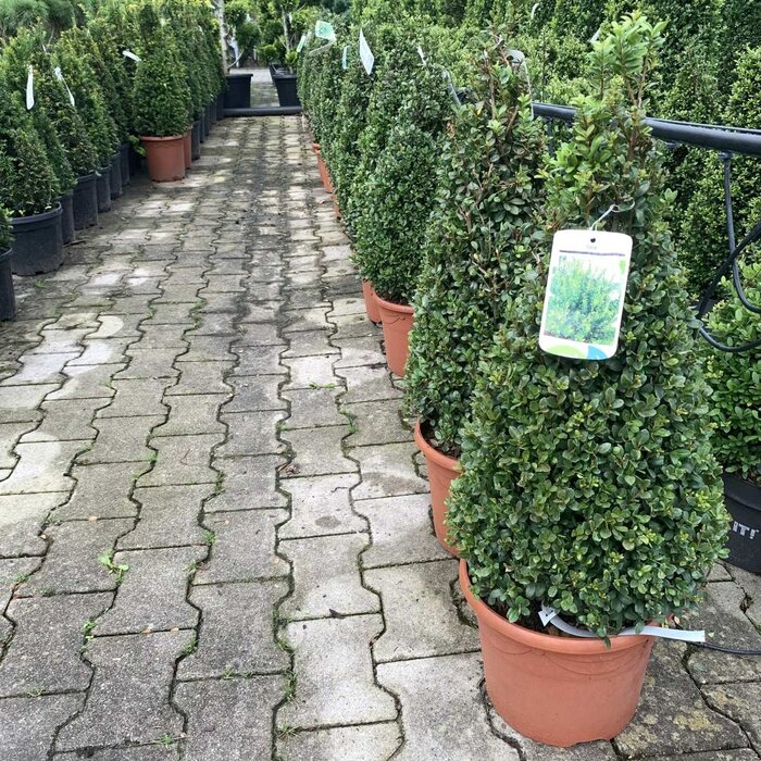 Taxus piramide - Taxus baccata (Pyramide)