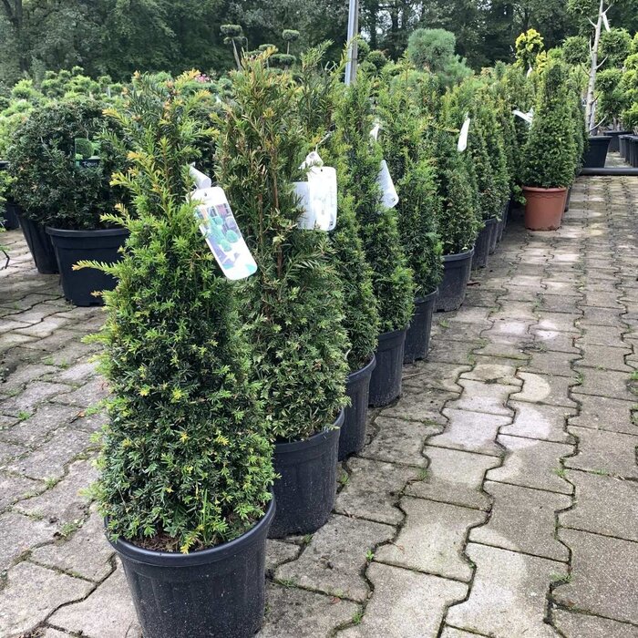 Buxus piramide  - Buxus sempervirens (Kegel)