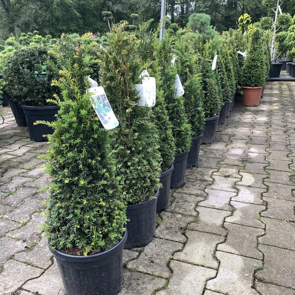 Buxus piramide  - Buxus sempervirens (Kegel)