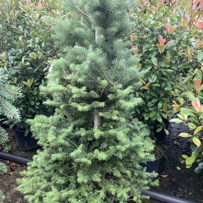 Koreaanse spar - Abies koreana