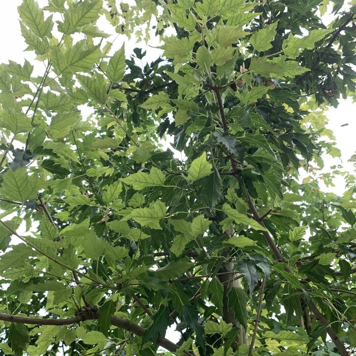 Chinese esdoorn - Acer tataricum ginnala