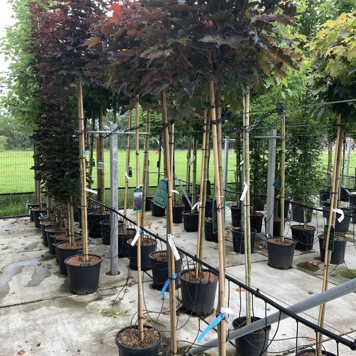 Rode esdoorn - Acer platanoides 'Crimson Sentry'