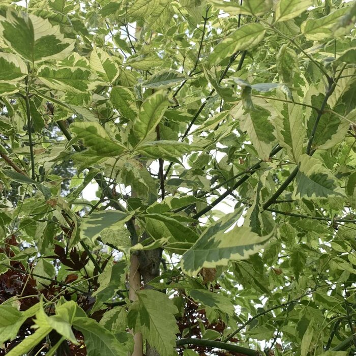 Vederesdoorn - Acer negundo 'Aureomarginatum'
