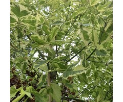 Vederesdoorn - Acer negundo 'Variegatum'