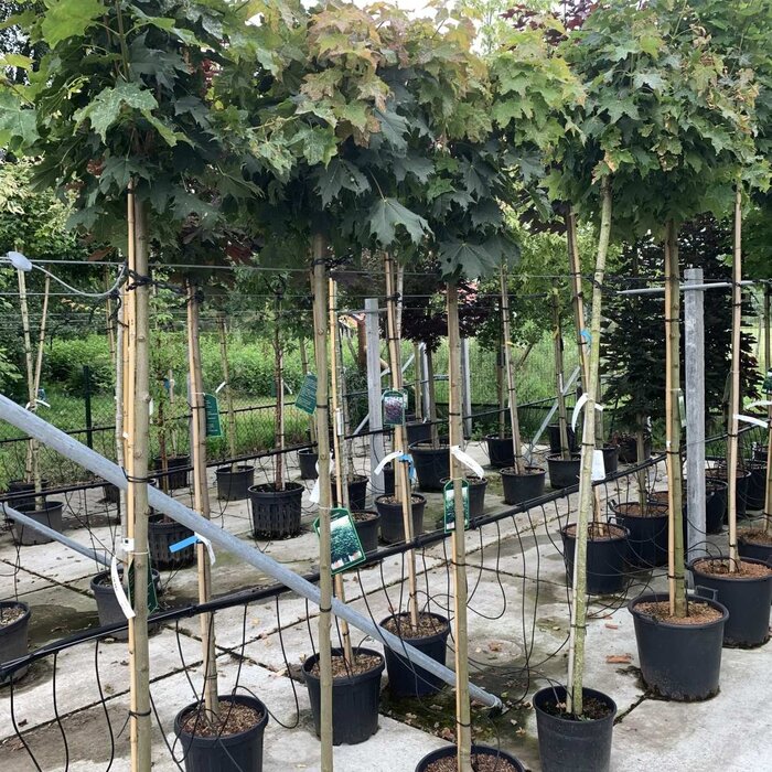 Bolesdoorn op stam - Acer platanoides 'Globosum'