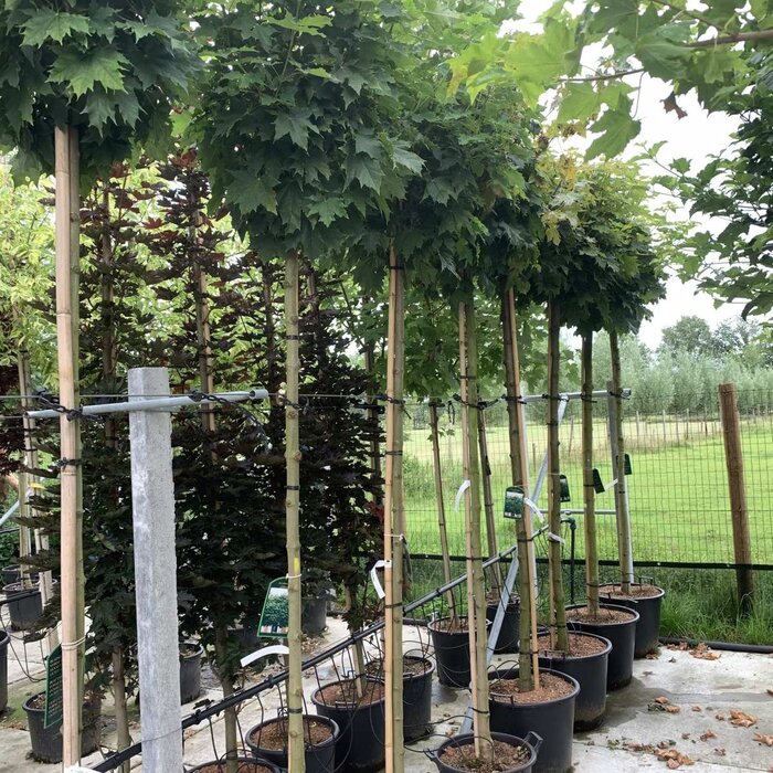 Bolesdoorn op stam - Acer platanoides 'Globosum'