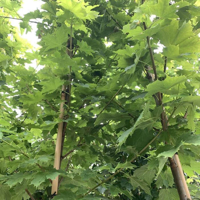 Noorse esdoorn - Acer platanoides Princeton Gold